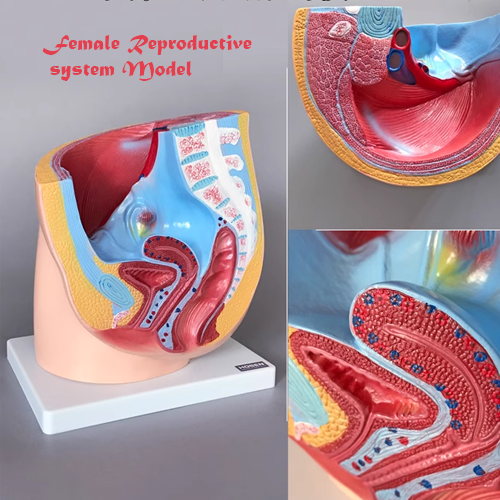 Female reproductive model