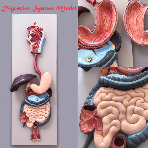 Digestive system