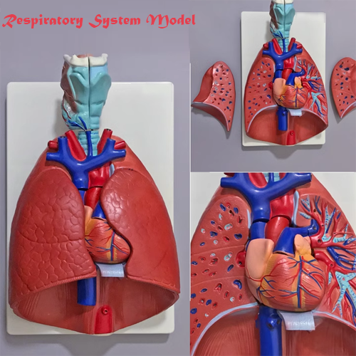 Respiratory System Model