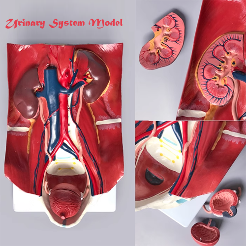 Urinary system model