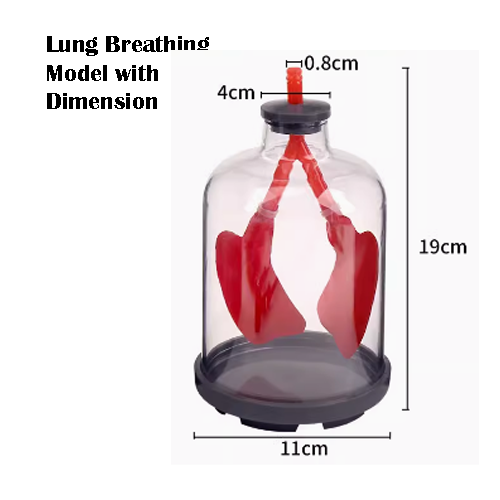 Student Lung Breathing Model