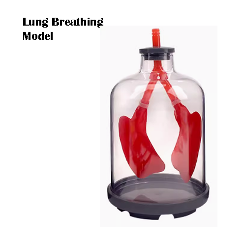 Student Lung Breathing Model