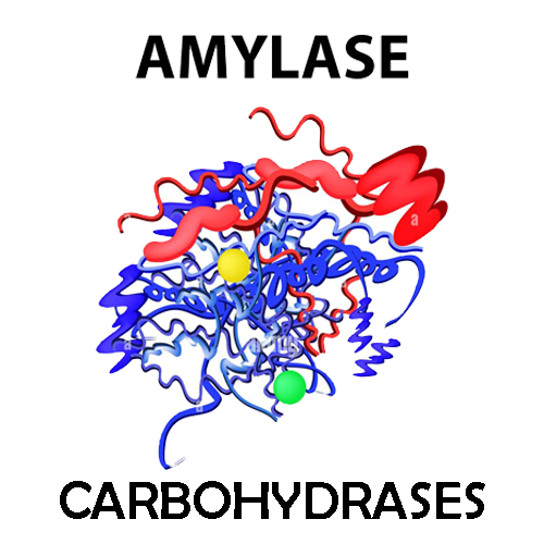 Amylase (Alpha-amylase)
