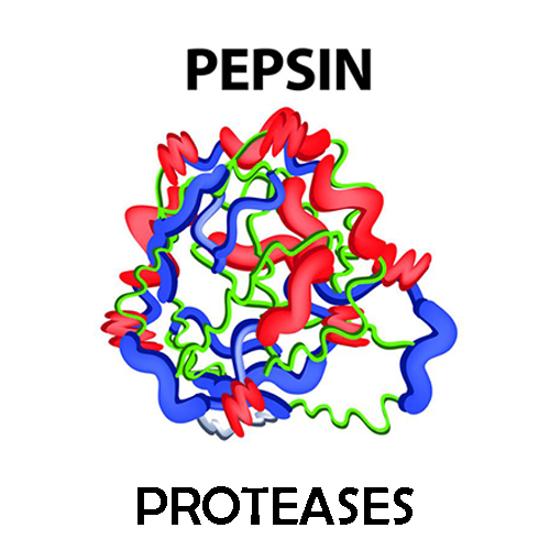 Pepsin 