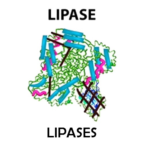 Lipase (from porcine pancreas)
