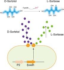 D-sorbose