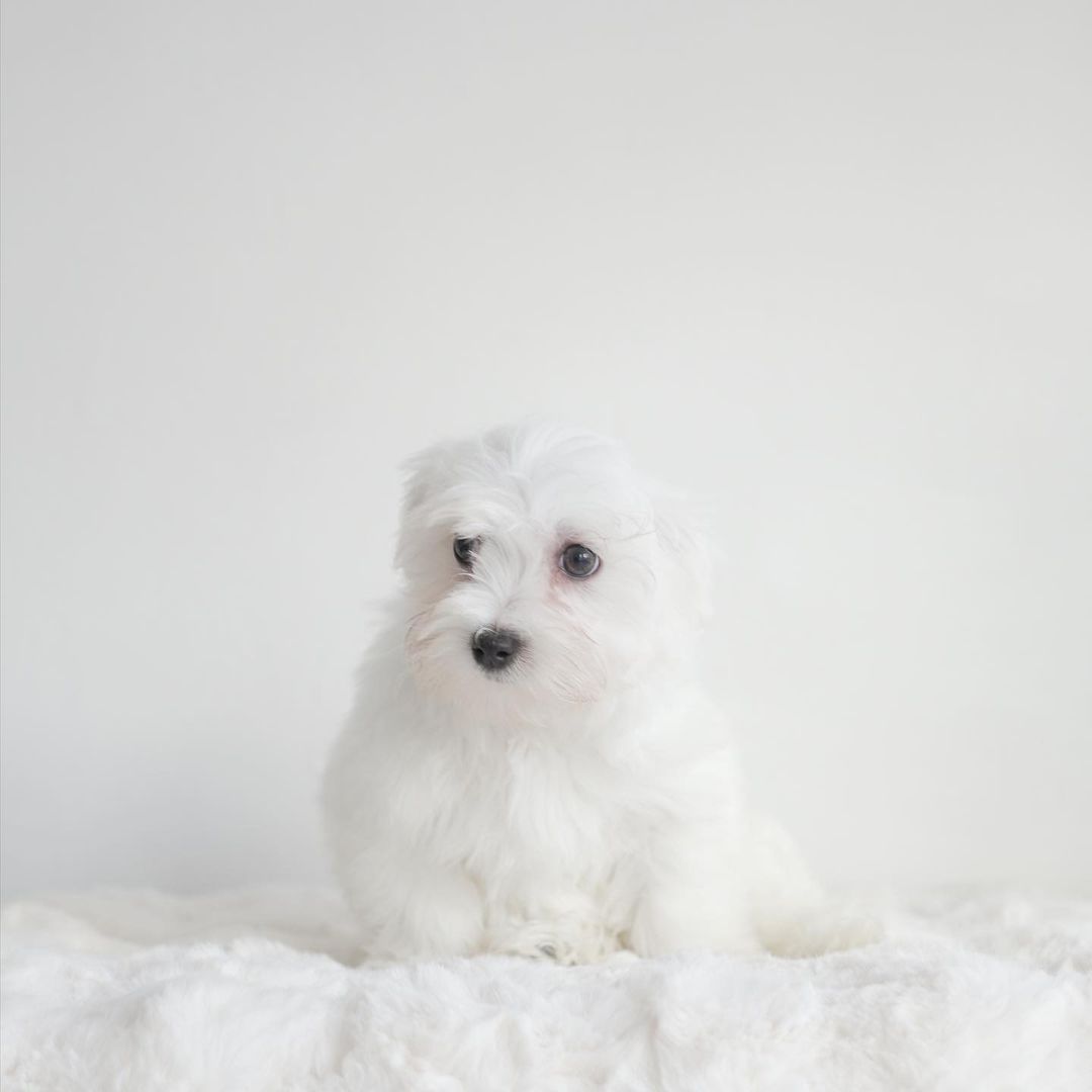 Mini Maltese ❤️