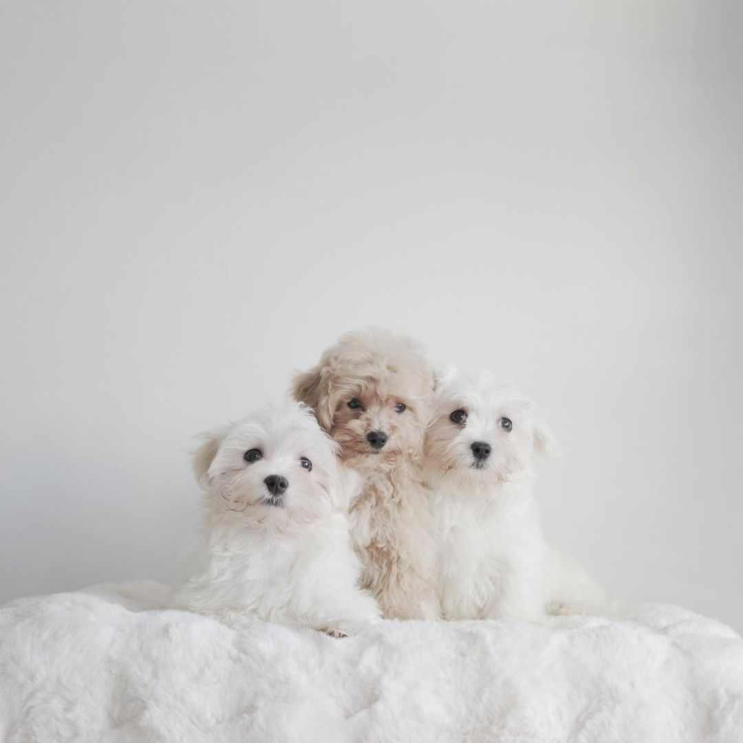 Mini Maltese ❤️