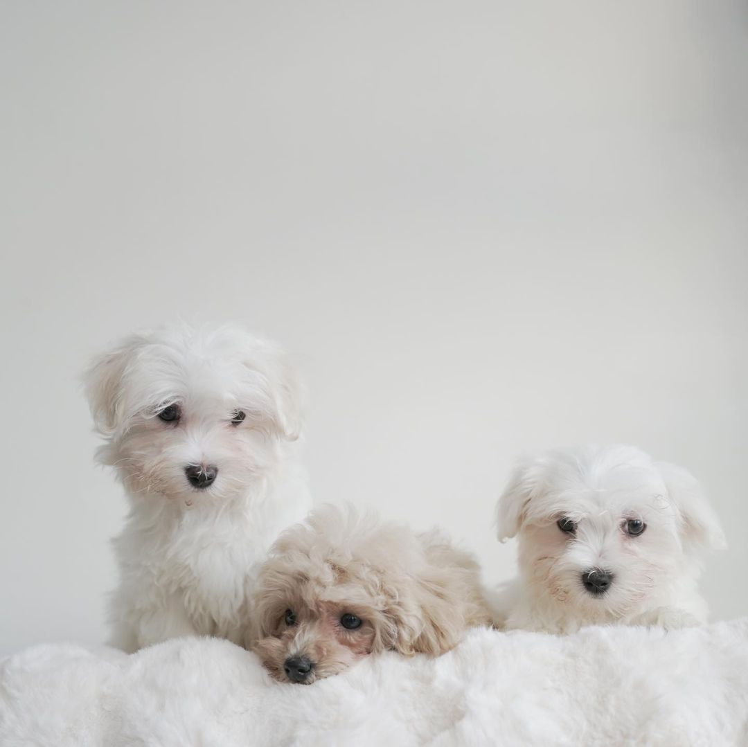 Mini Maltese ❤️