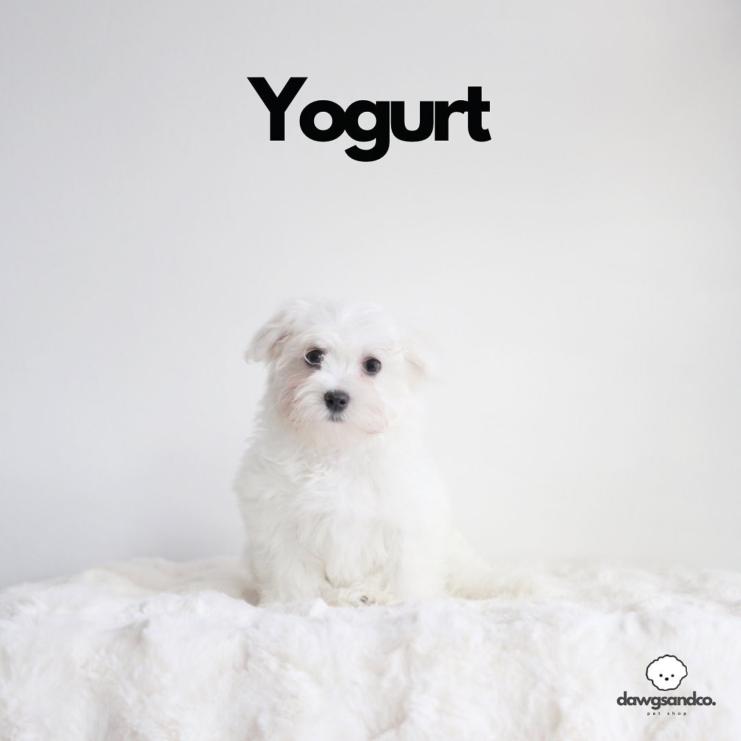 Mini Maltese ❤️