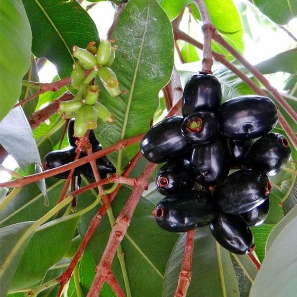 Jamun, Syzygium cumini