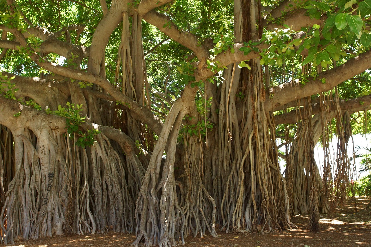Banyan tree, Vat vrksh, Baragad