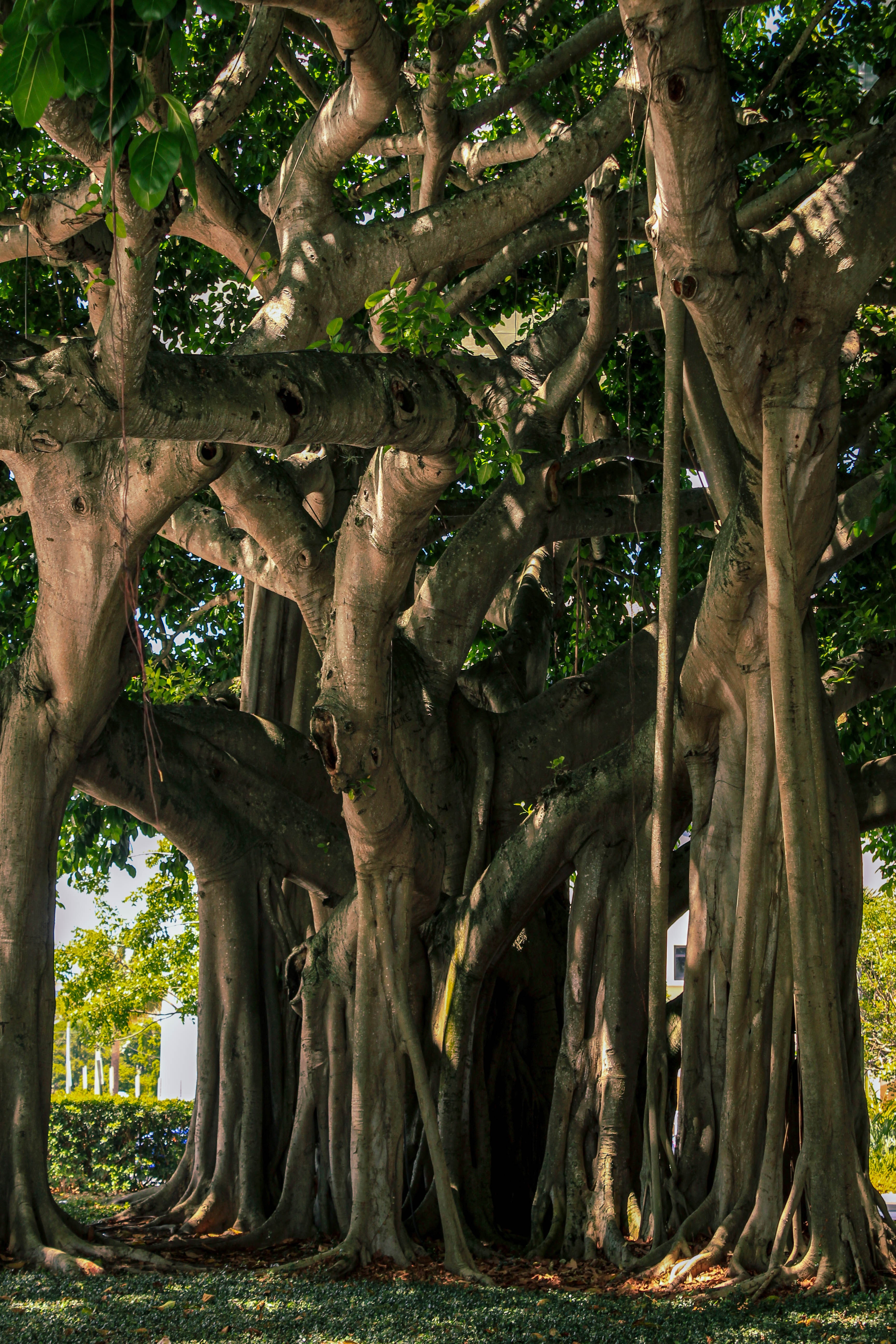 Banyan tree, Vat vrksh, Baragad