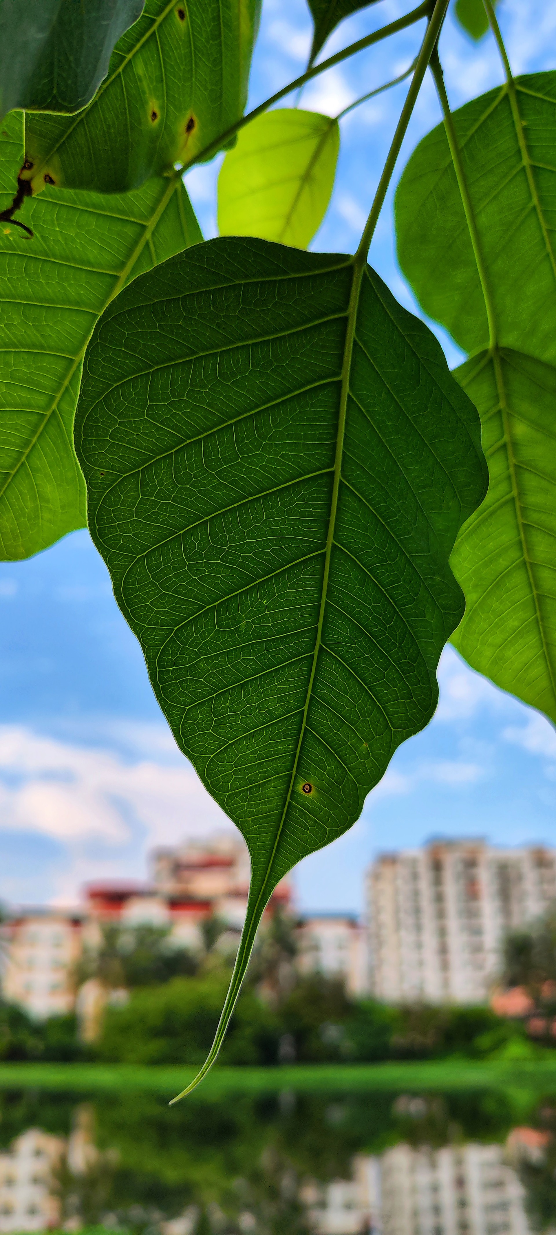 Banyan tree, Vat vrksh, Baragad