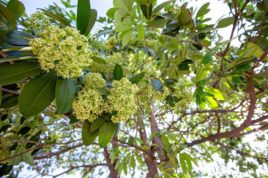 Alstonia, saptaparni,