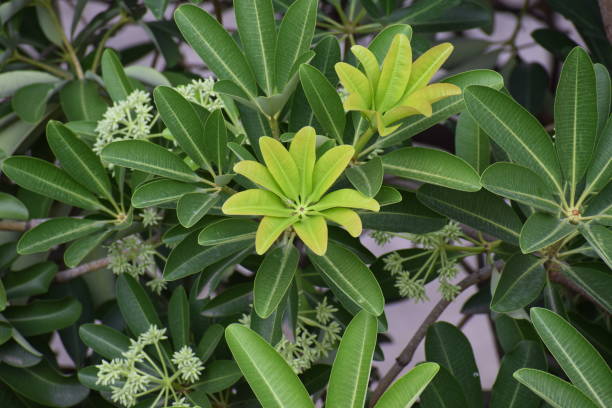 Alstonia, saptaparni,