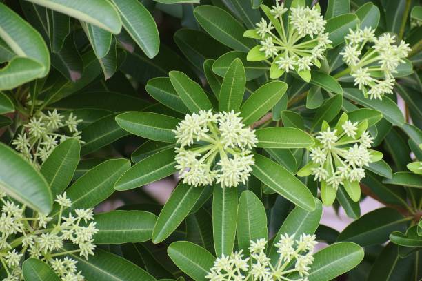 Alstonia, saptaparni,