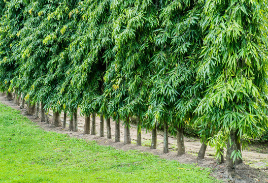 Ashoka, Saraca asoca