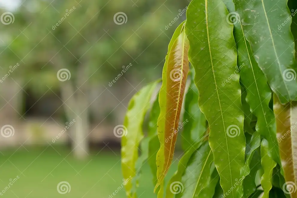 Ashoka, Saraca asoca