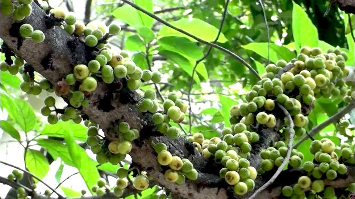Anjeer, Ficus genus, pilkhan