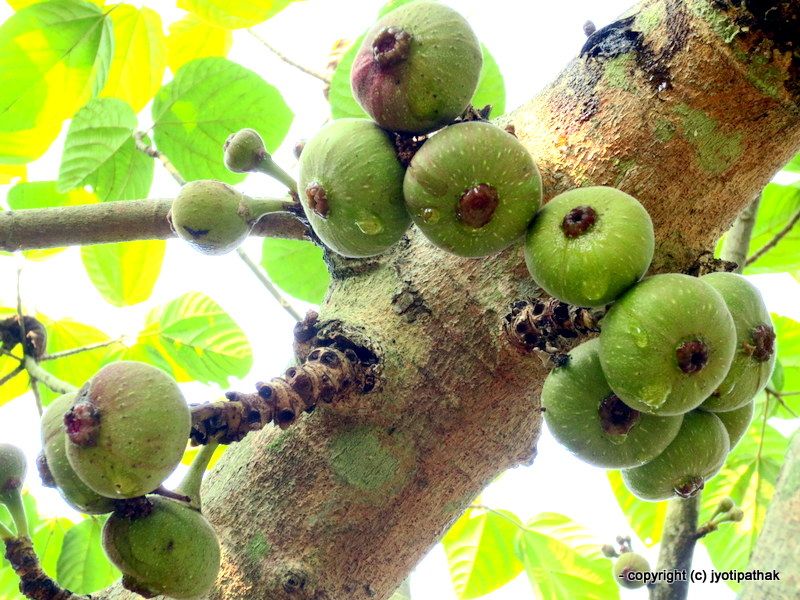 Anjeer, Ficus genus, pilkhan