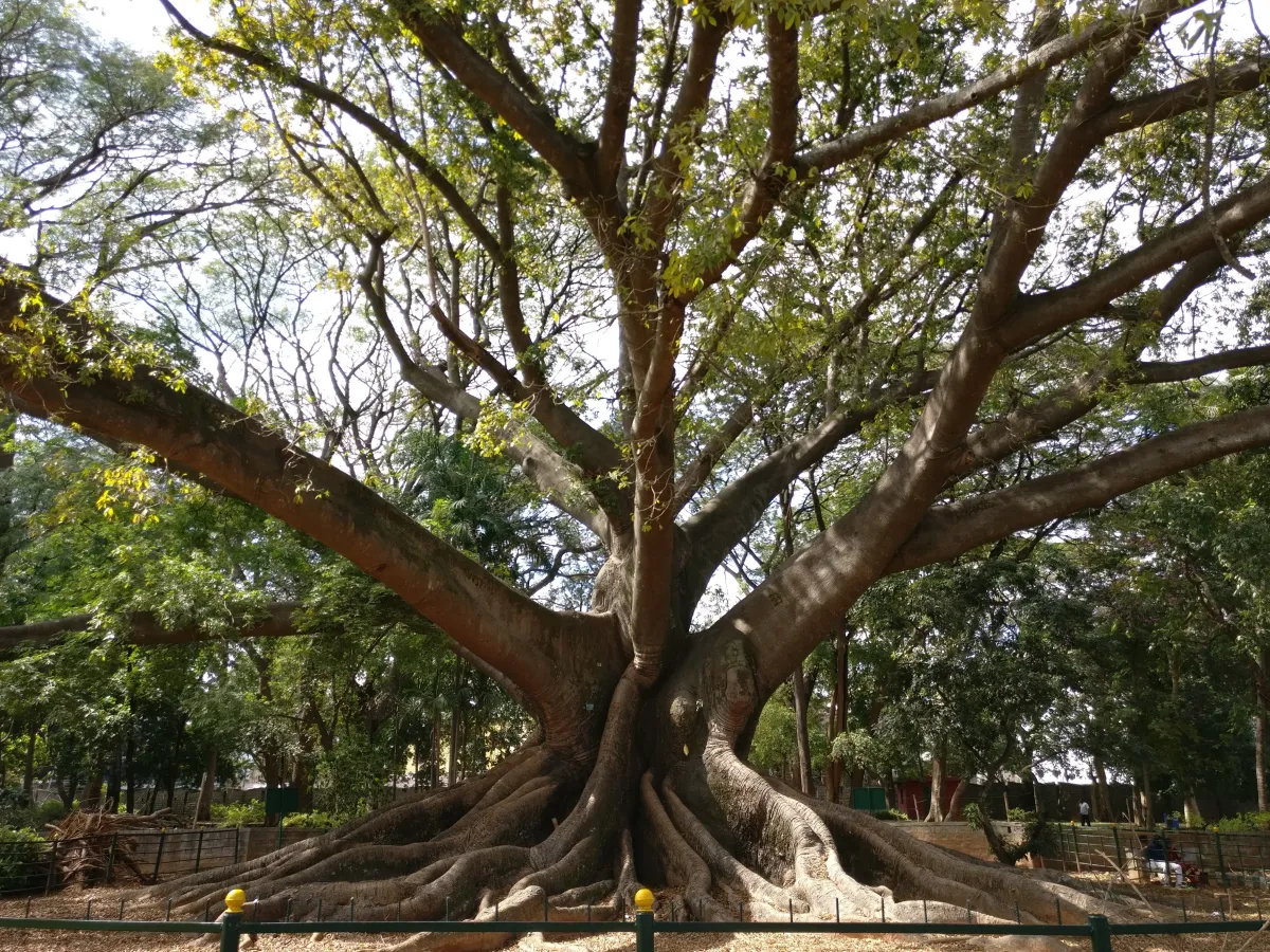 सेमल, रेड सिल्क-कॉटन ट्री, "बोम्बैक्स सेइबा