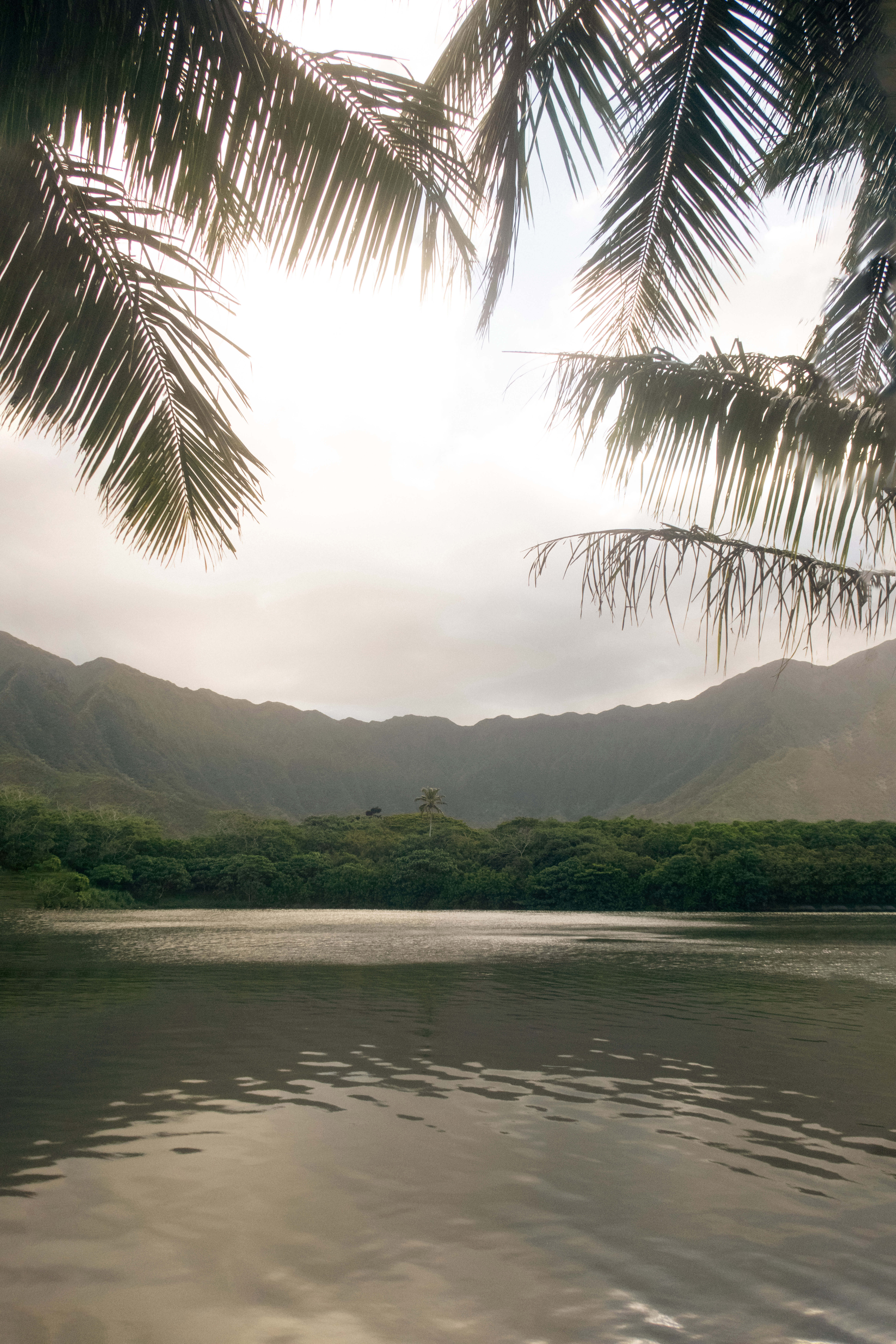 Tropical Tranquility