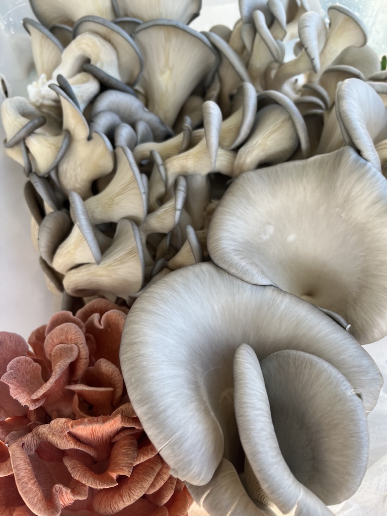 Oyster Mushrooms 