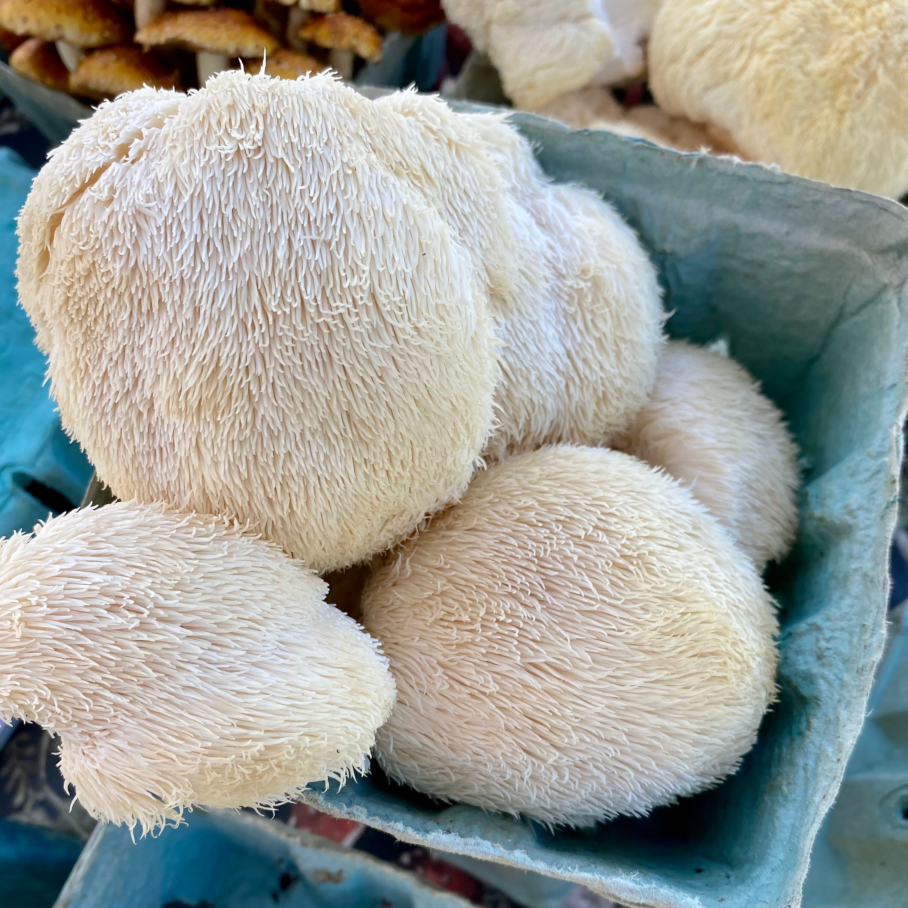 Lion's Mane Mushrooms