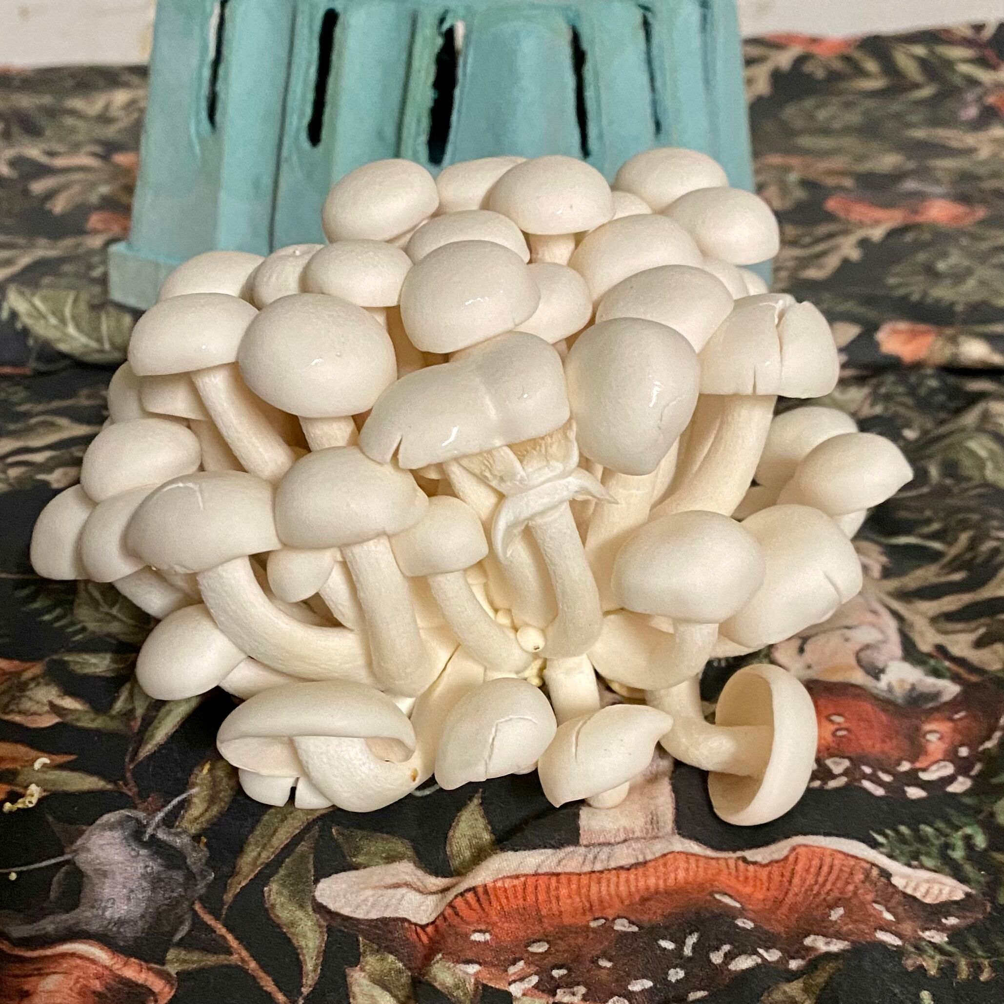 White Beech Mushrooms
