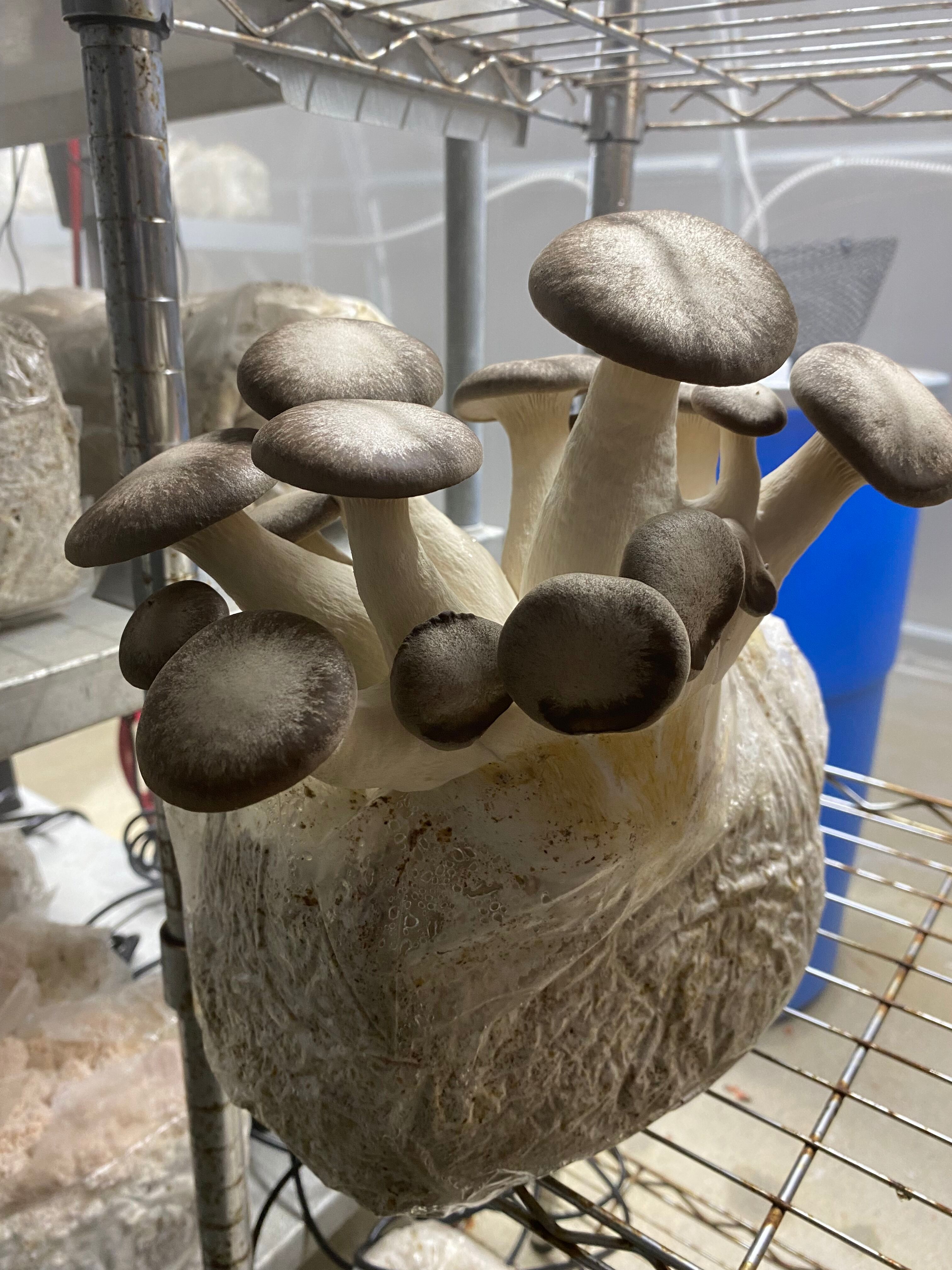 Black Pearl King Oyster Mushroom