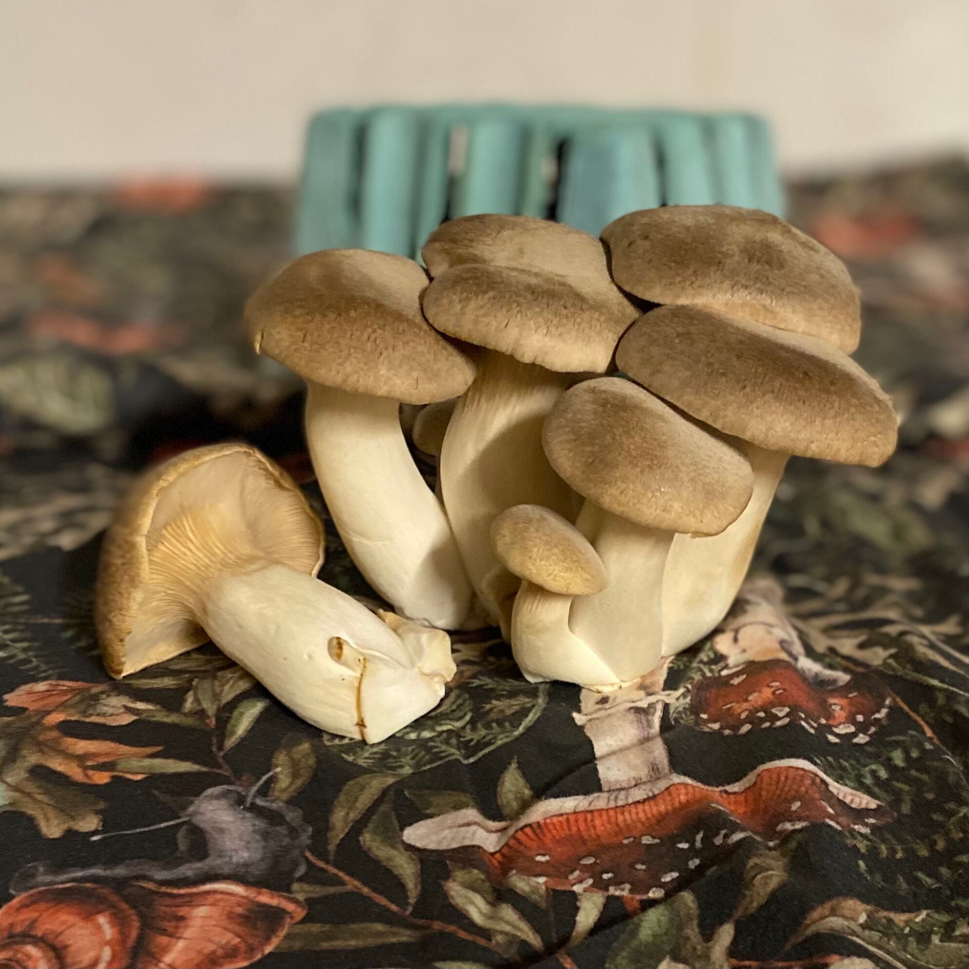 King Oyster Mushroom
