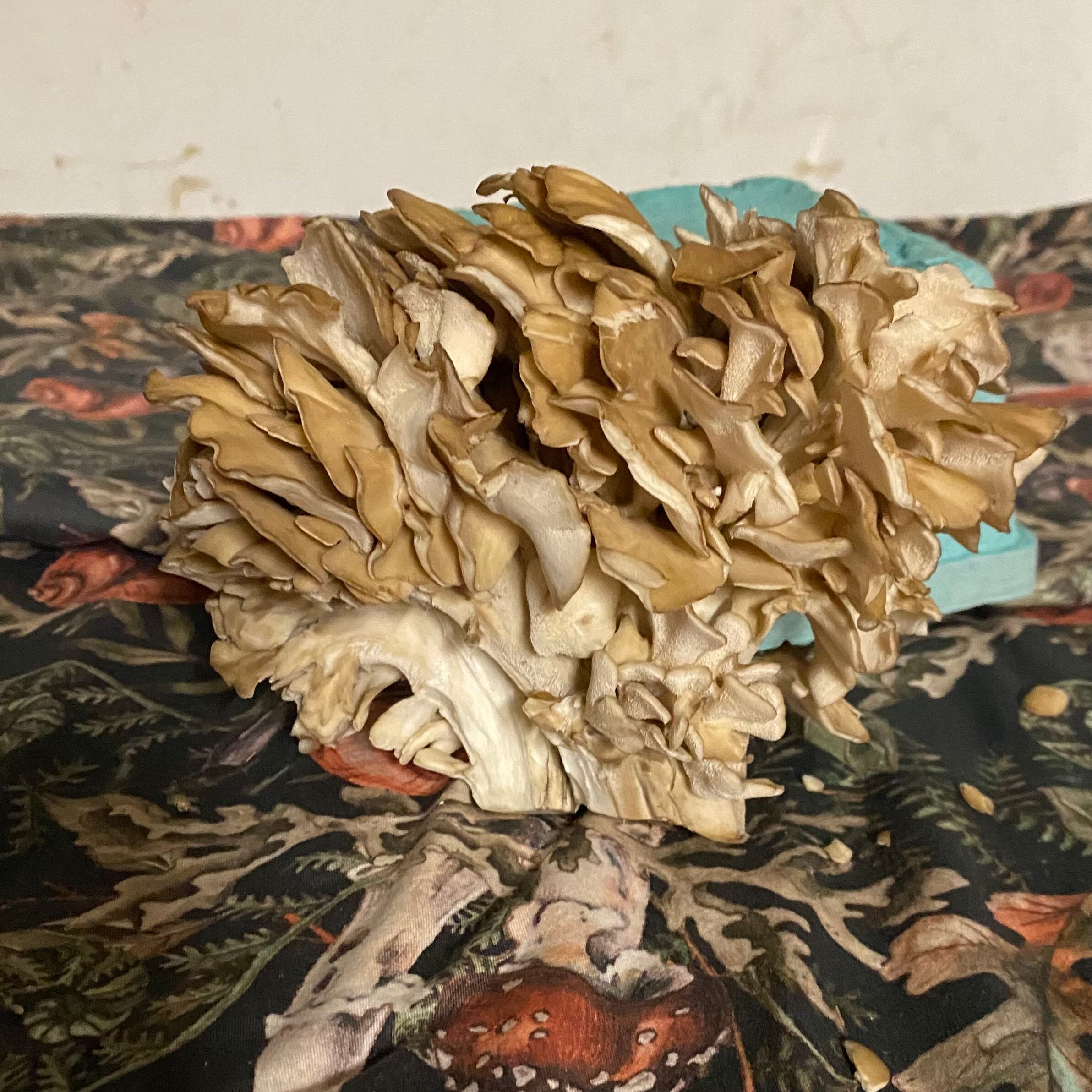 Maitake/"Hen of the Woods" Cultivated