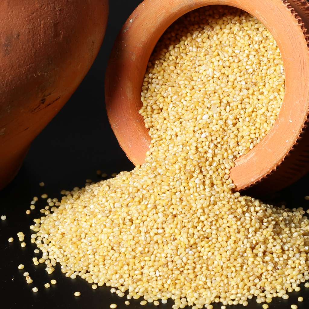 Foxtail Millet