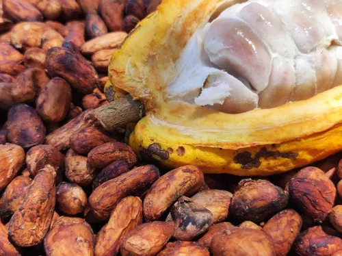 Cacota ( fruto de cacao ) 