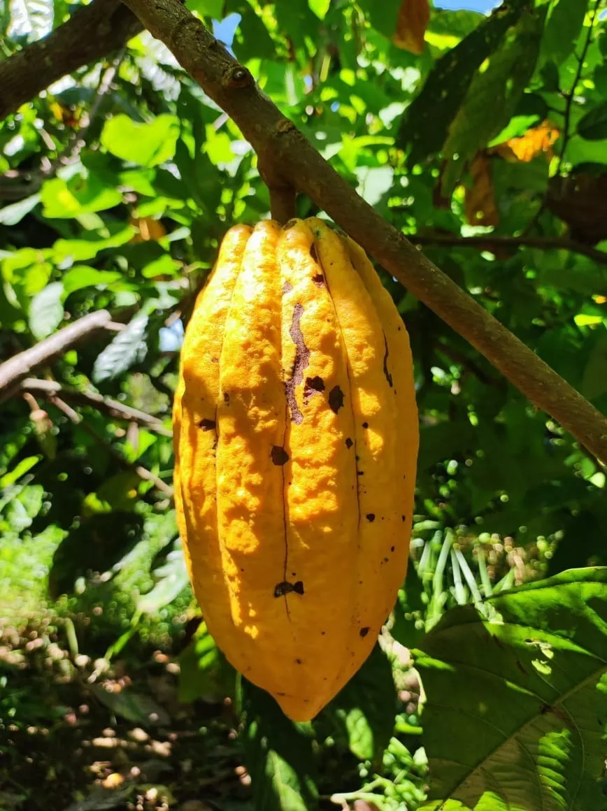 Cacota ( fruto de cacao ) 