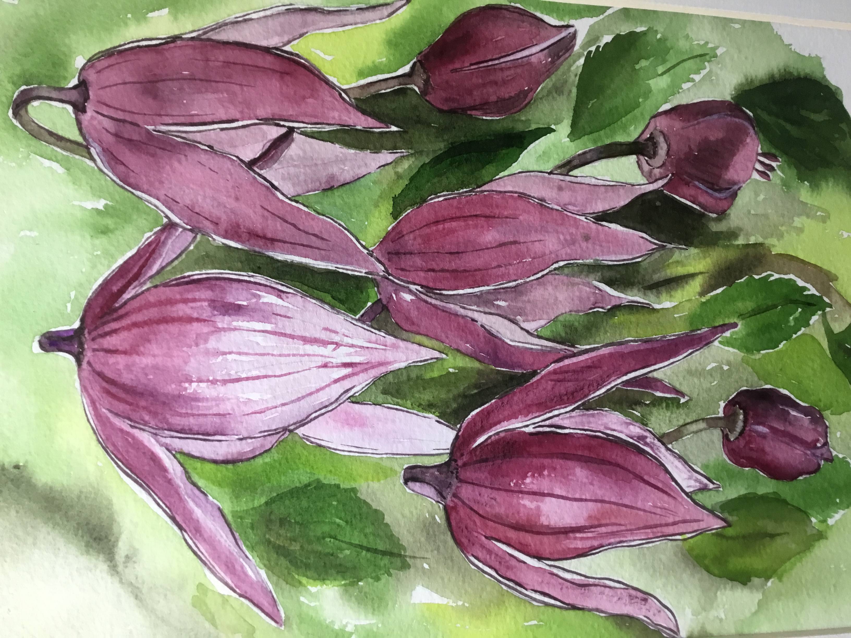 D. Gordon. Watercolour