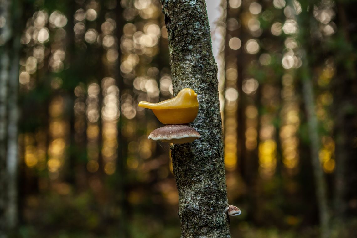 Bičių vaško dėžutė „Starta“ 