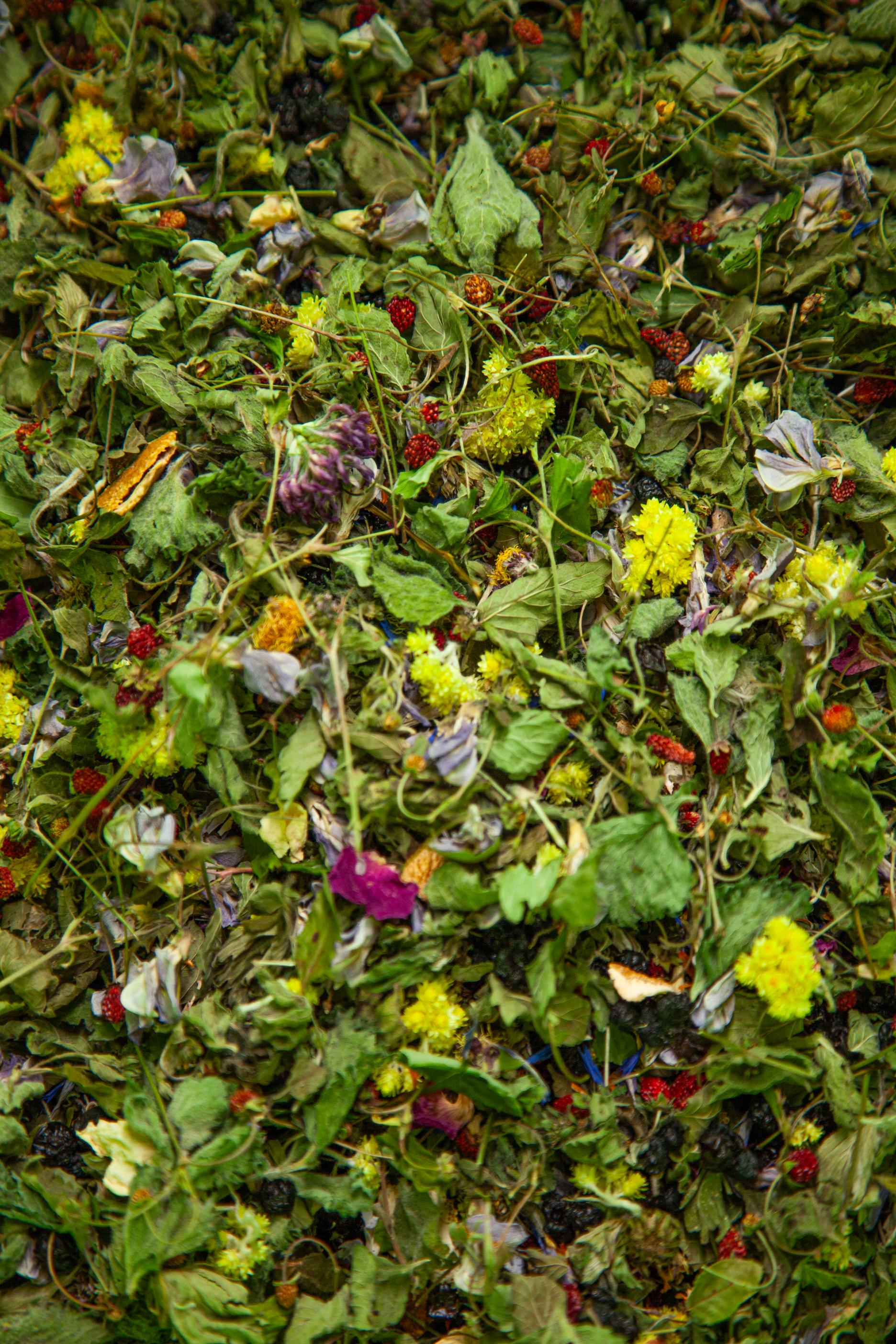 Dovana „Avilys pievoje”