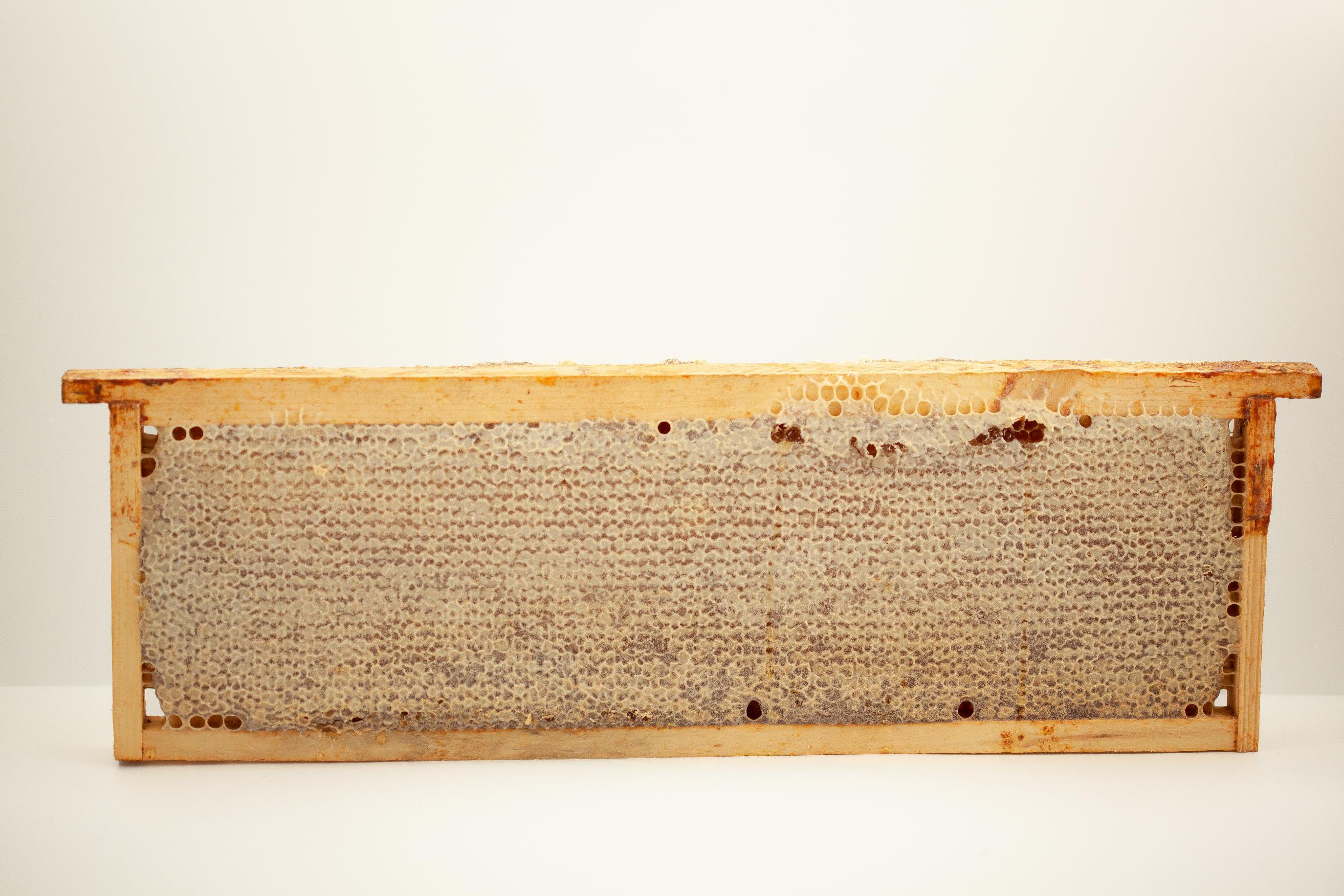 Medaus korys. Pjaustytas