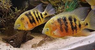 Cichlasoma bocourti