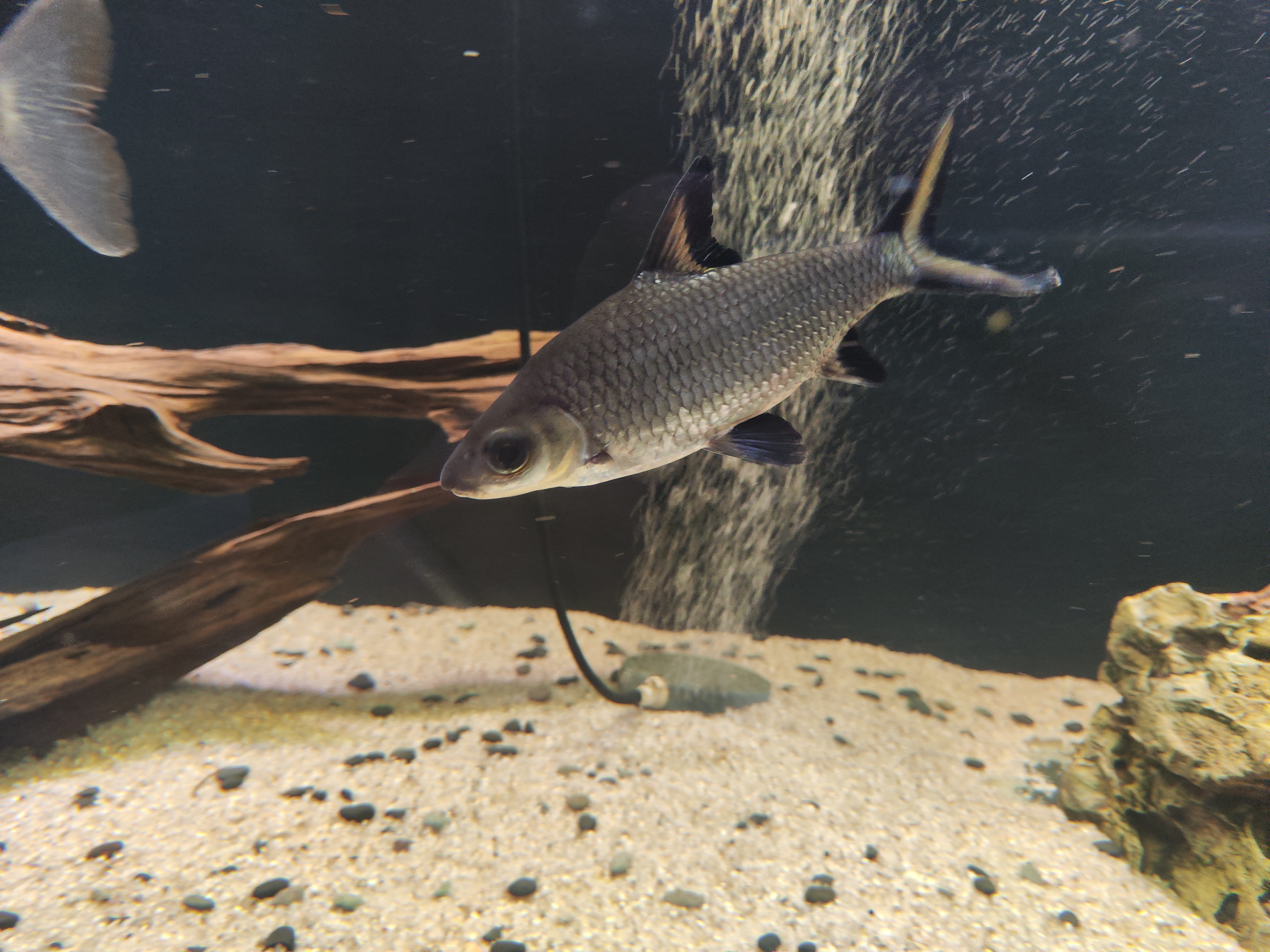 Balantiocheilus melanopterus - Ryklinis barbusas