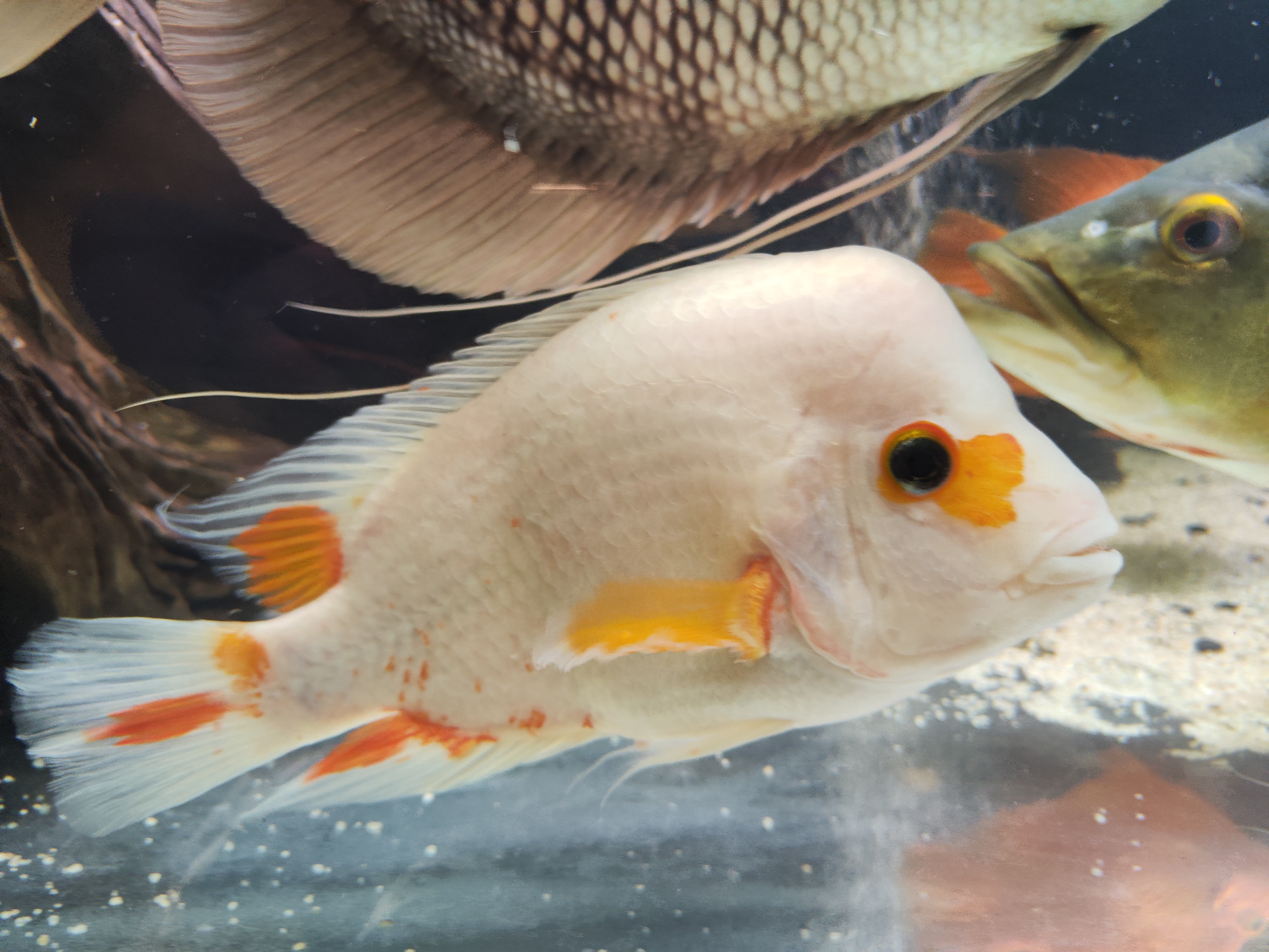 Storalūpis cichlidas (Red devil cichlid)