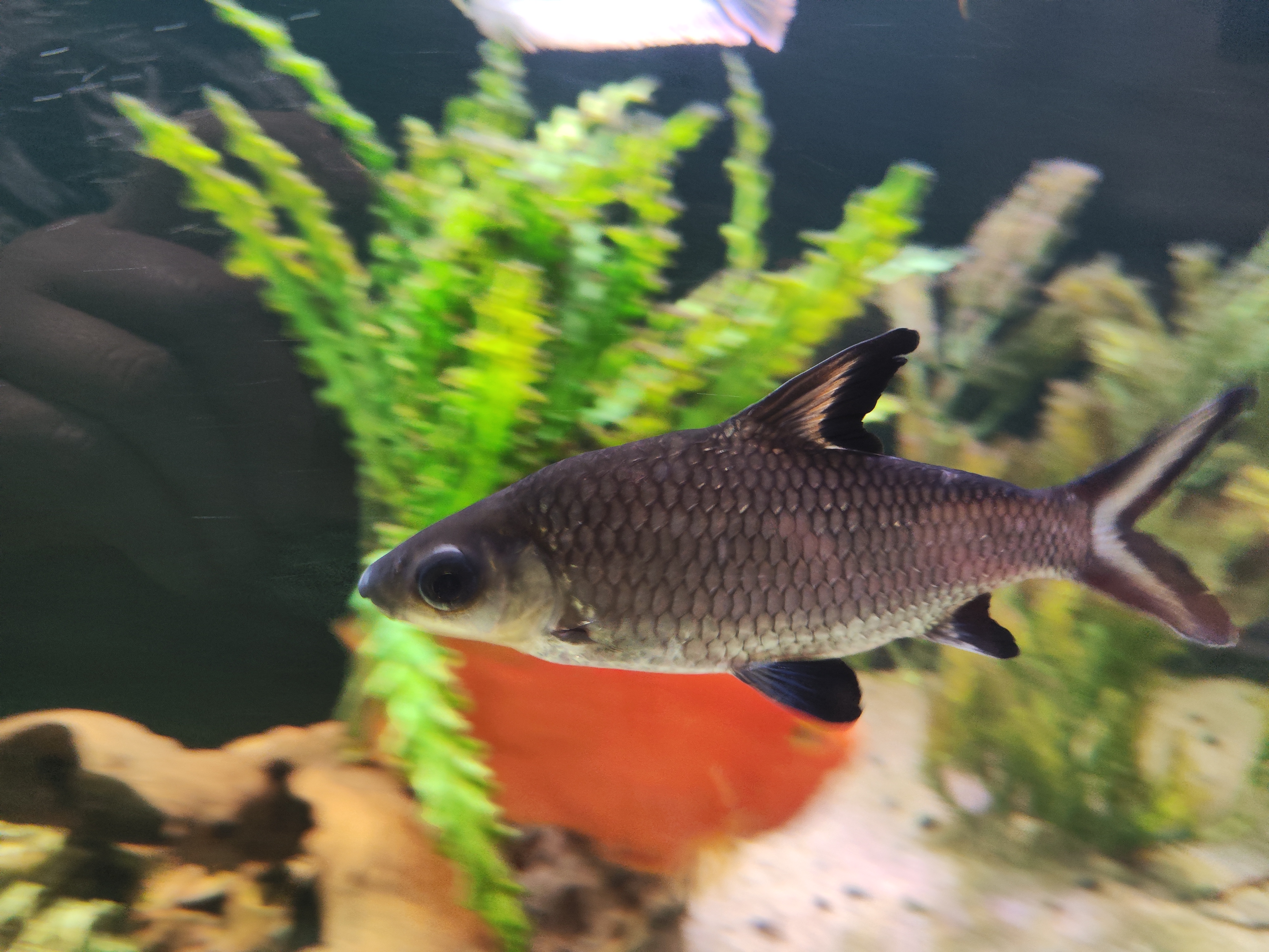 Balantiocheilus melanopterus - Ryklinis barbusas