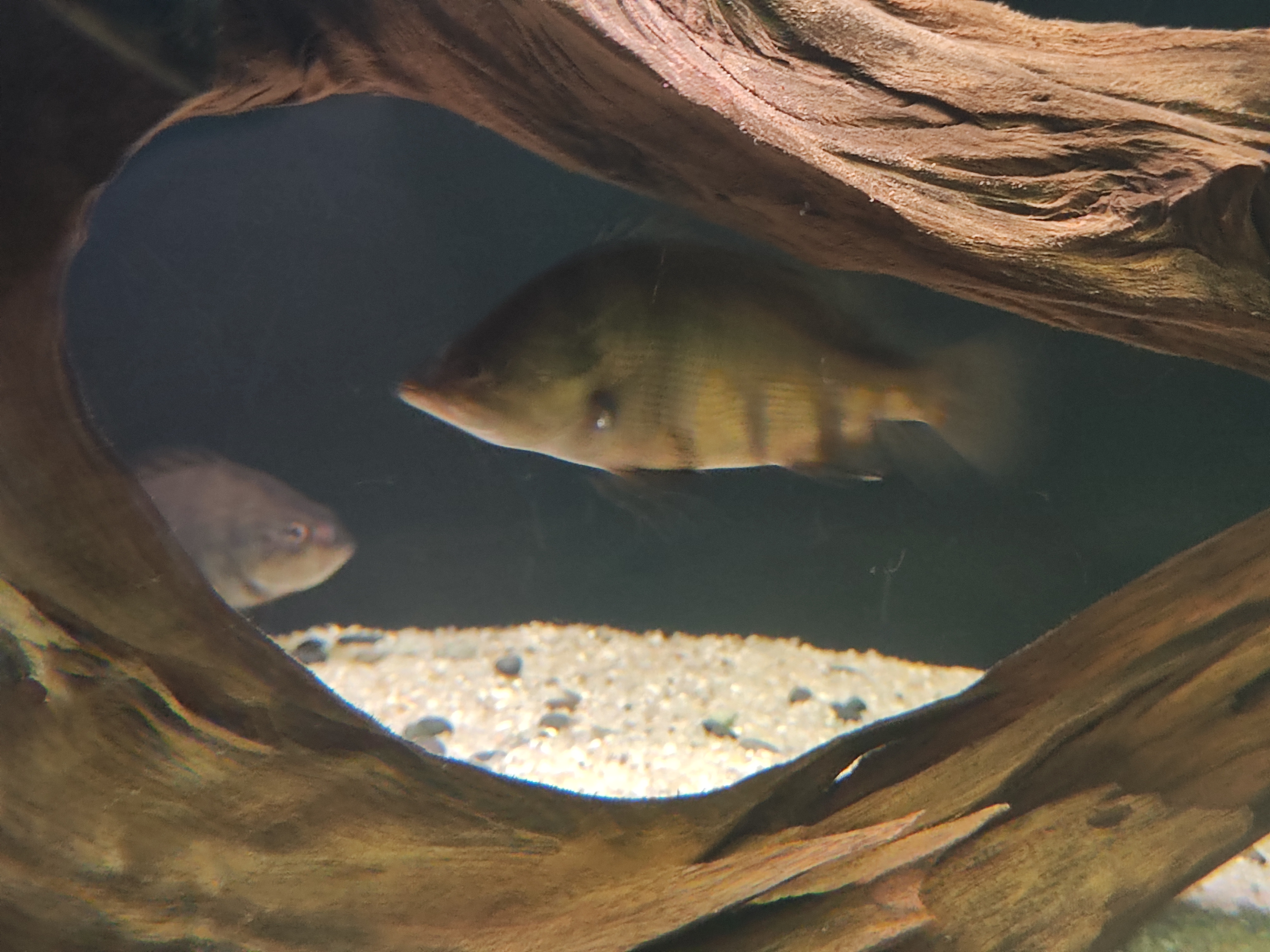 Datnioides microlepis