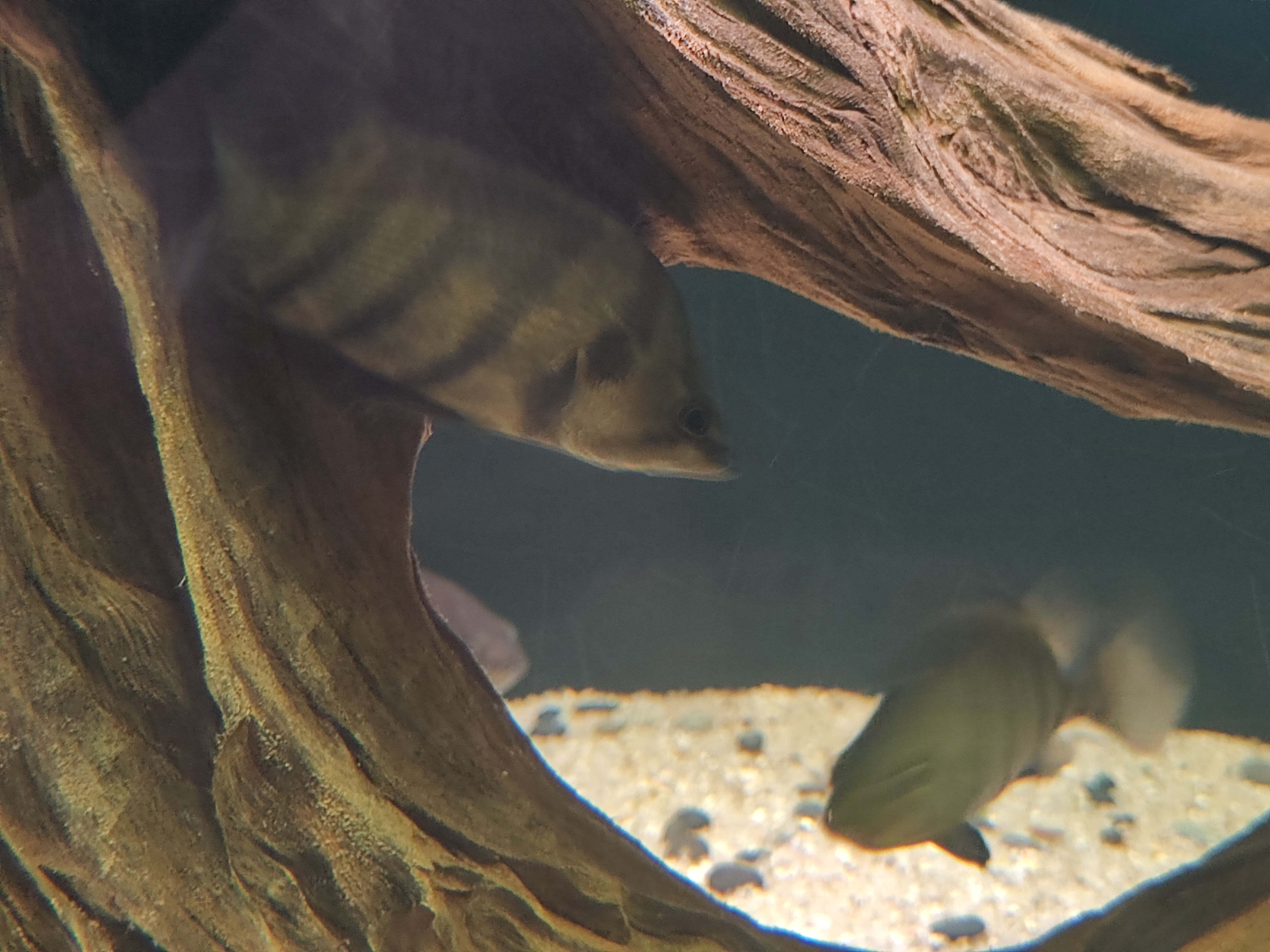 Datnioides microlepis