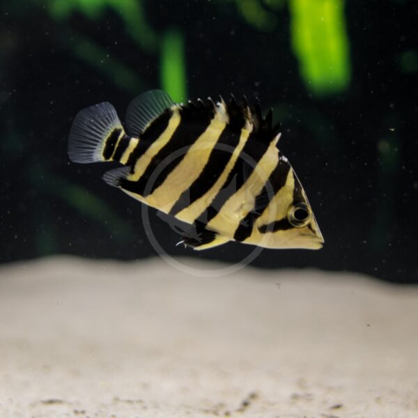 Datnioides microlepis