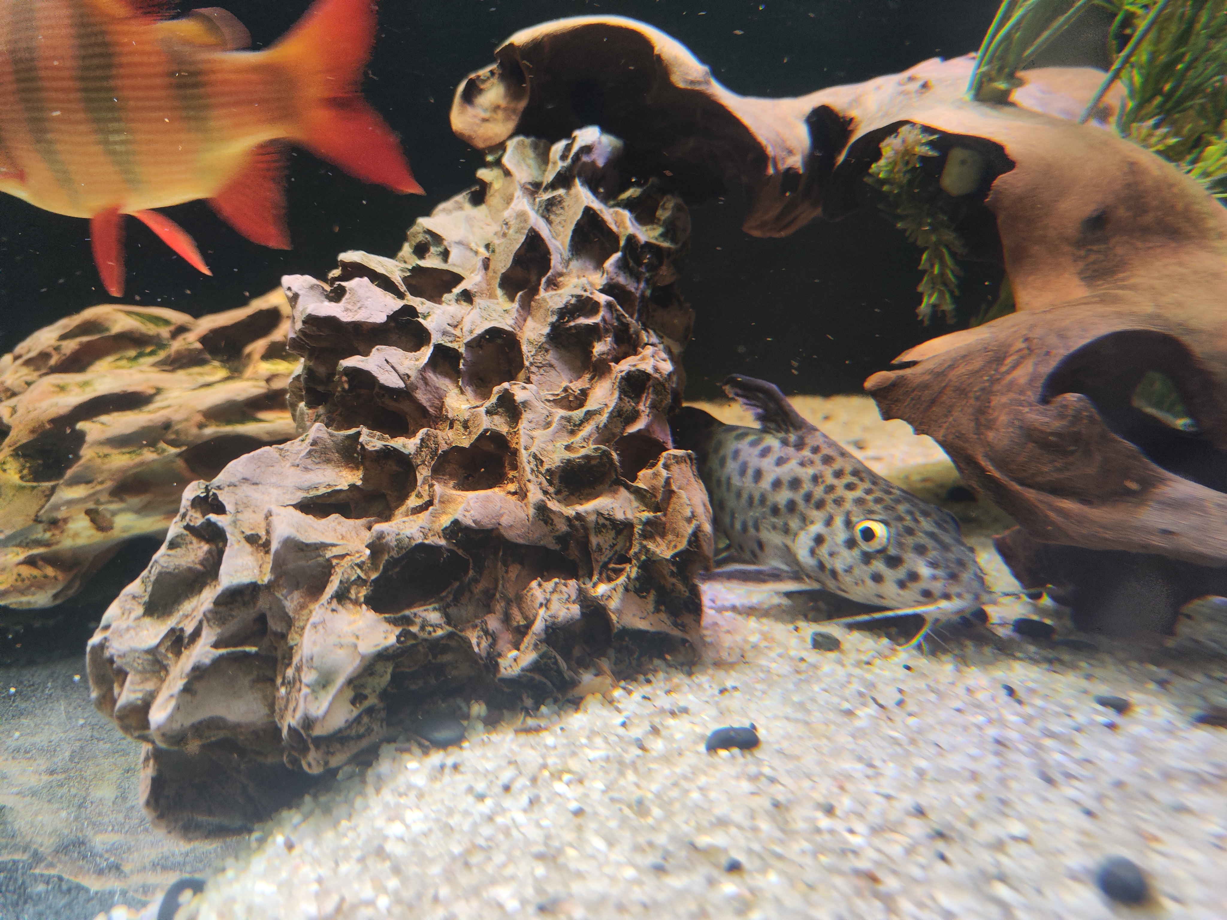 Synodontis eupterus