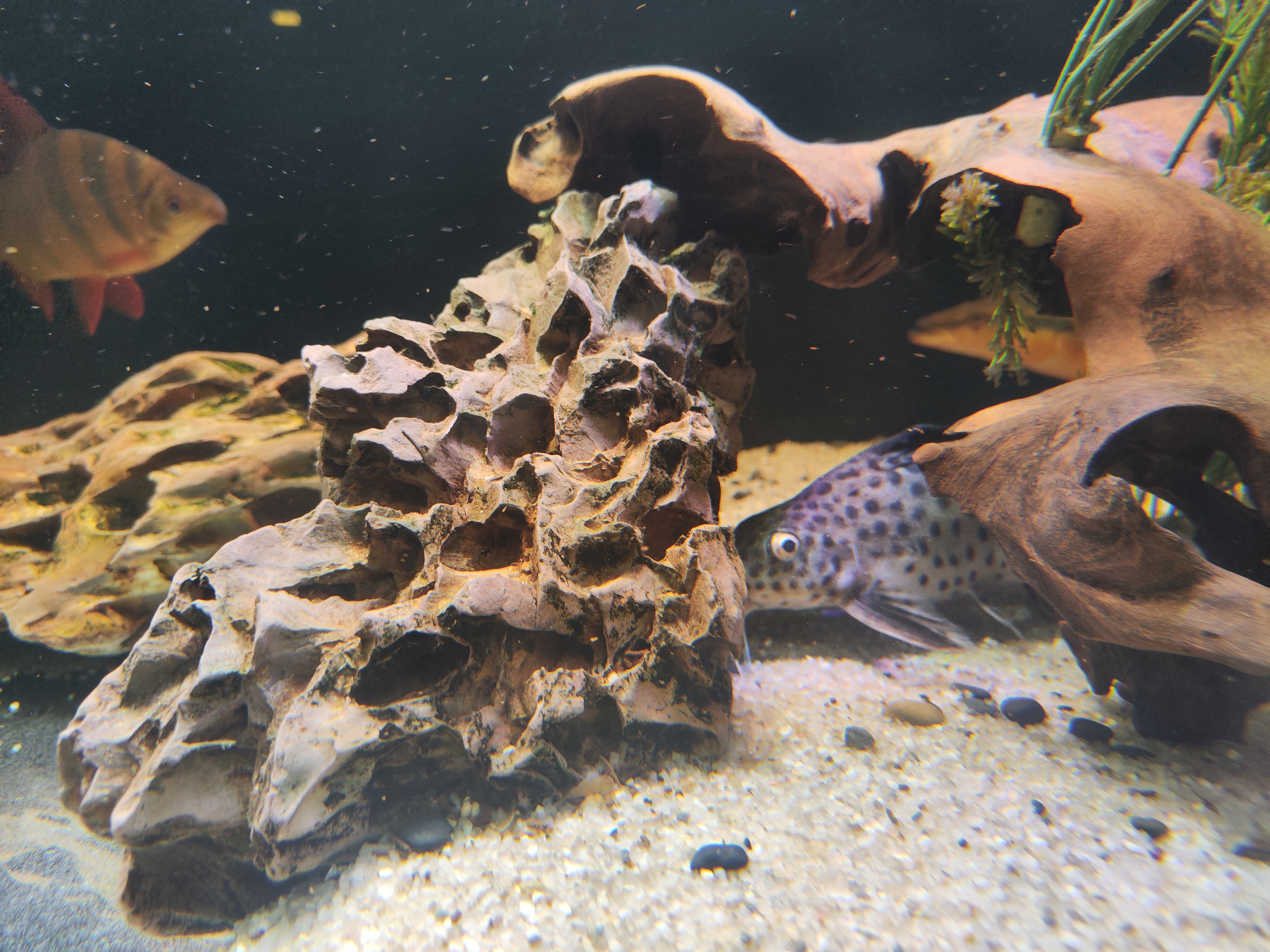 Synodontis eupterus