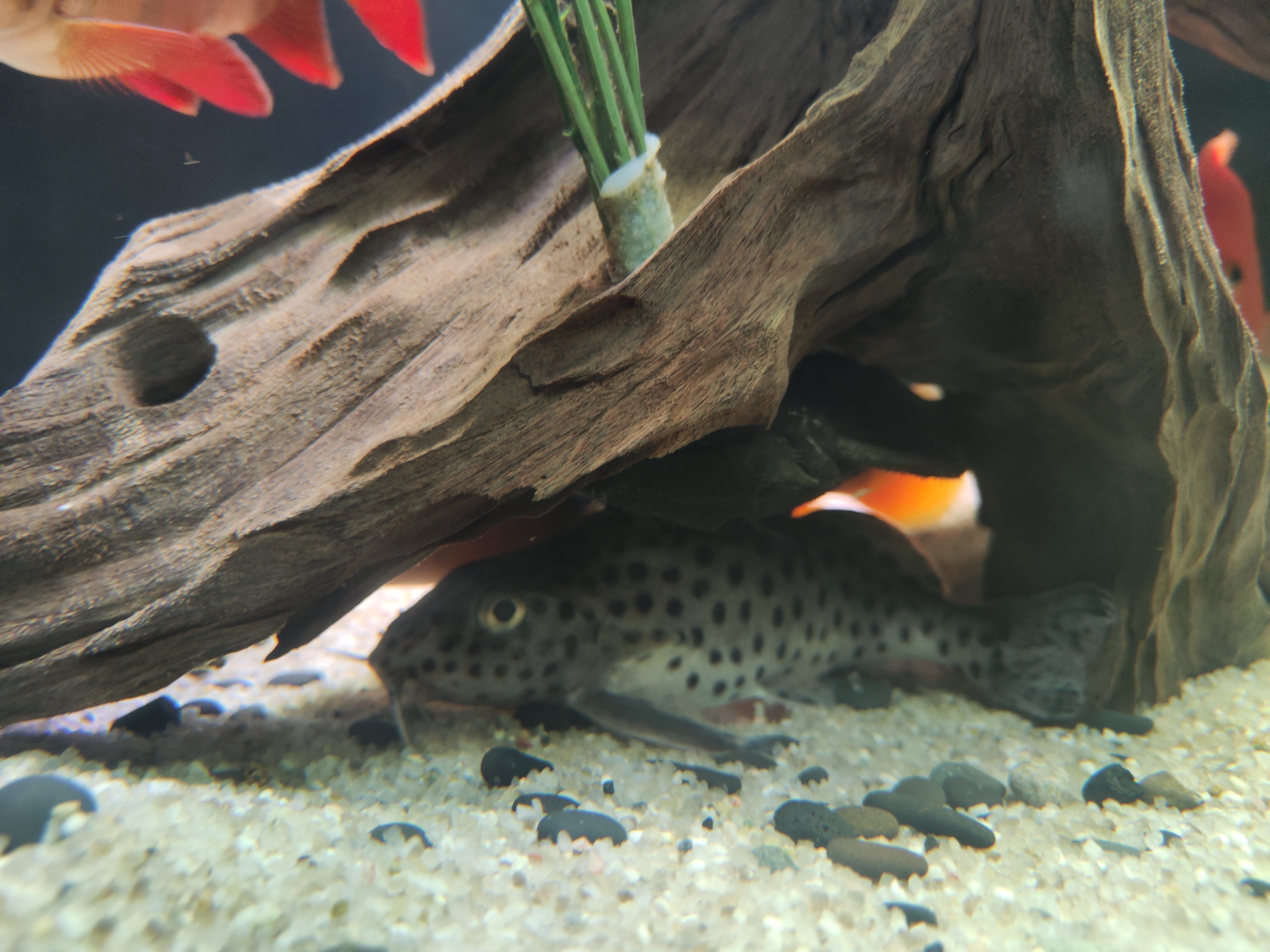 Synodontis eupterus